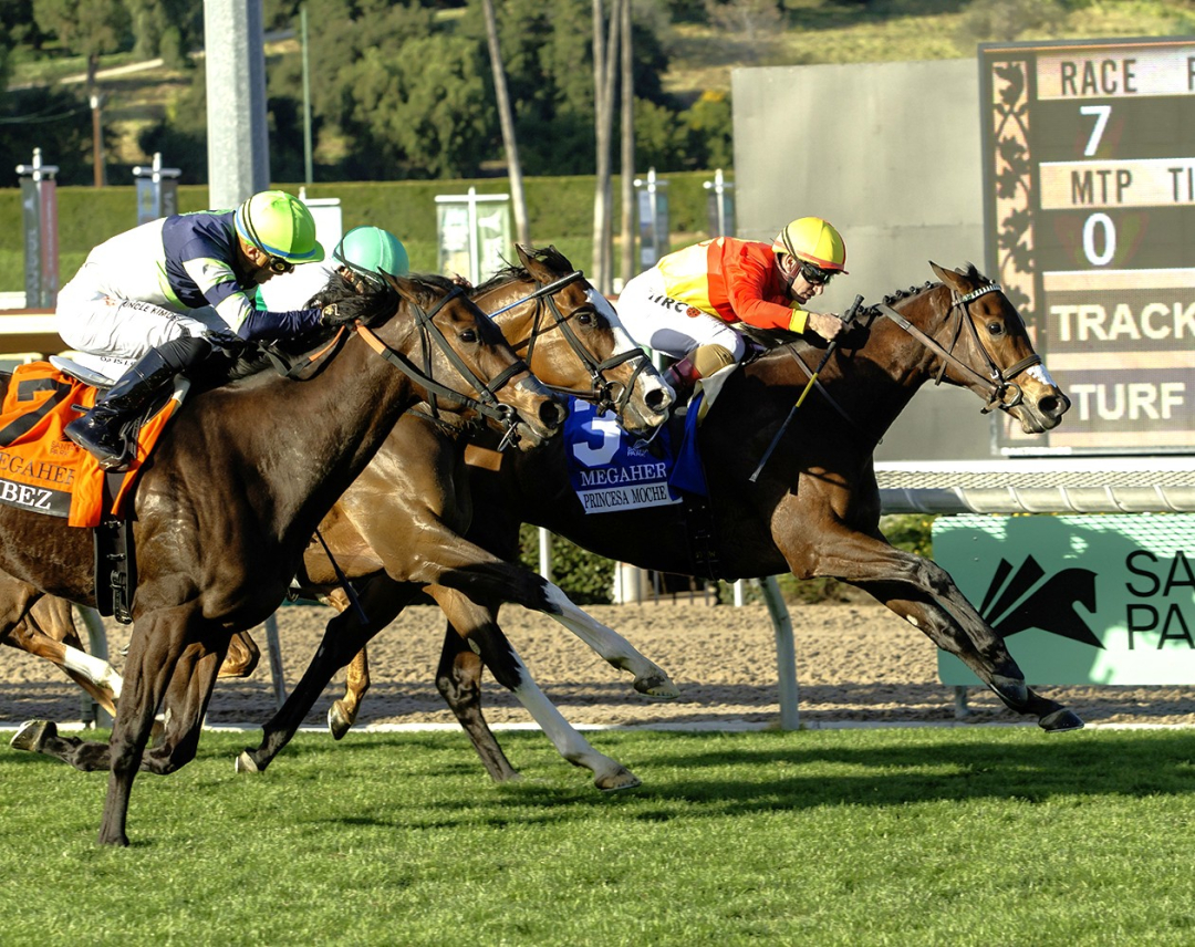 Princess Moche wins Megahertz at SA Jan 31 2026